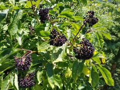 Sambucus racemosa melanocarpa