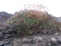 Saponaria sicula
