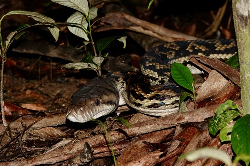 Australian Scrub Python sighting
