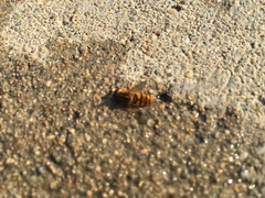 Parhelophilus integer