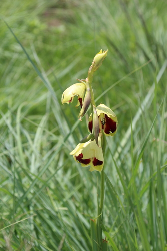 Image of Gladiolus papilio by no rights reserved
