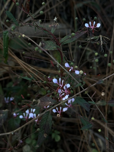 Foto de Flor-de-beijo