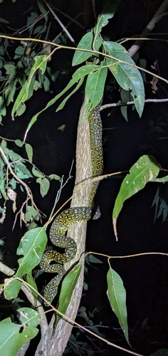 Diamond Python sighting