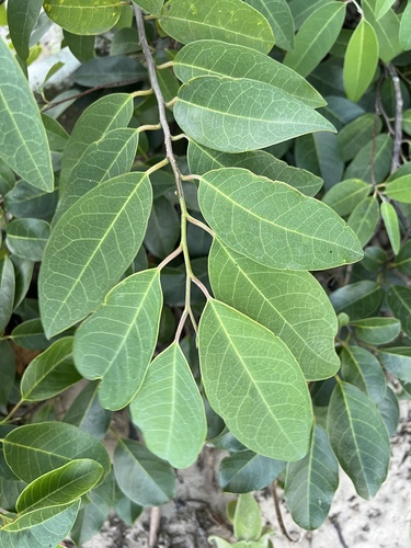 Foto de Araticum-de-brejo