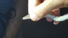 Trimerodytes annularis