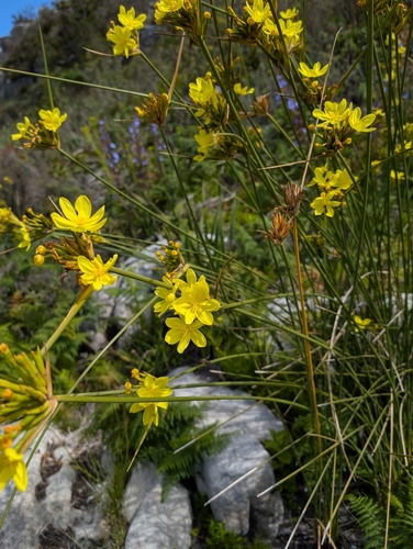 Image of Long Rushiris (Bobartia indica) by (c) Michael D. Pirie, some rights reserved (CC BY)