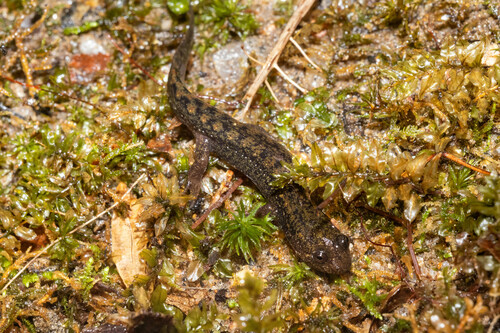 Dwarf Black-bellied Salamander, Desmognathus folkertsi