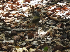 Arremonops chloronotus