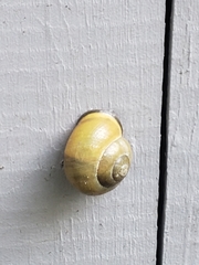Cepaea nemoralis