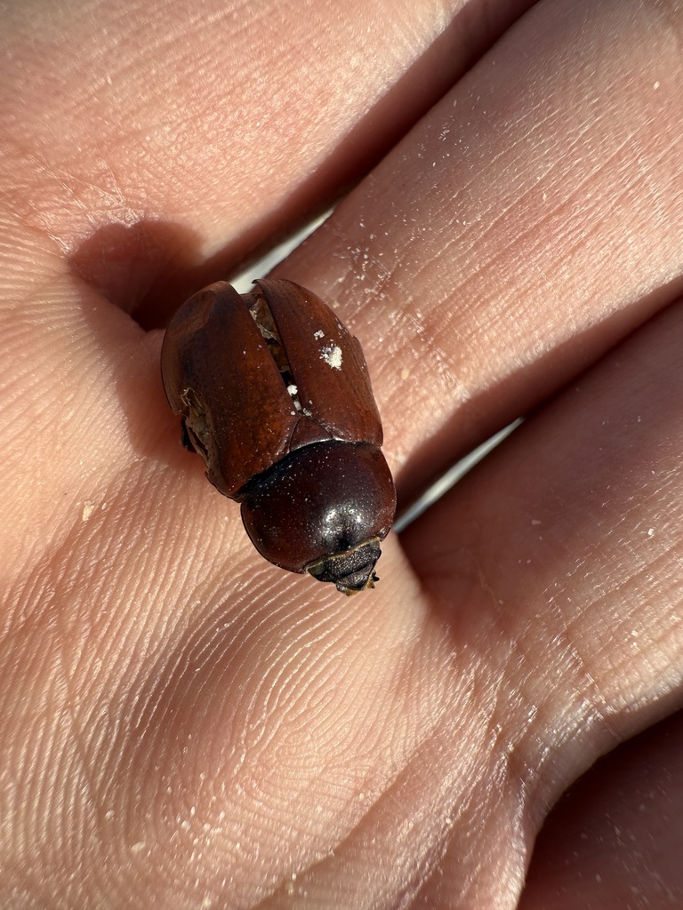 Carrot Beetle
