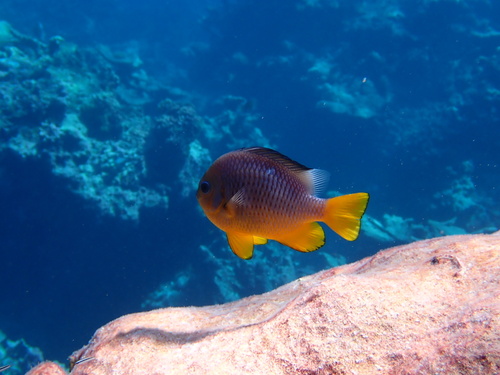 Dascyllus auripinnis observed 2025-01-05