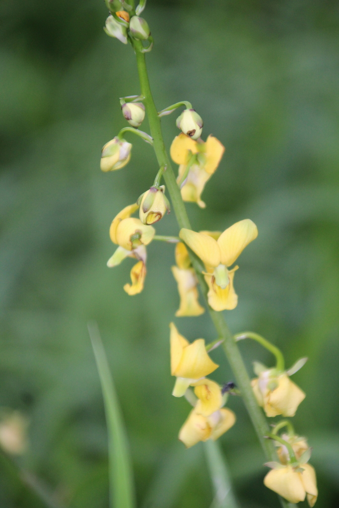 Eulophia speciosa