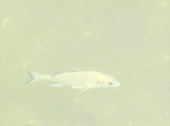 Acanthopagrus schlegelii