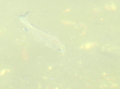 Acanthopagrus schlegelii