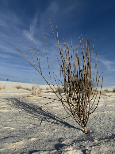 Image of Ephedra torreyana by (c) Rajan Rao, some rights reserved (CC BY)
