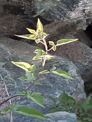 Solanum dulcamara
