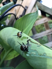 Popillia japonica