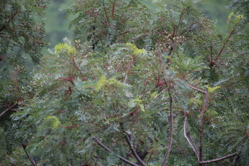 Kirkia wilmsii, photograph 1