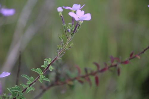 Jamesbrittenia grandiflora, photograph 6