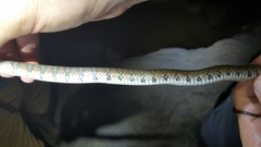 Trimerodytes annularis