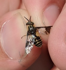 Chrysops callidus