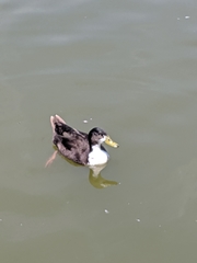 Anas platyrhynchos domesticus