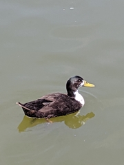 Anas platyrhynchos domesticus