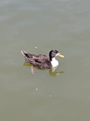 Anas platyrhynchos domesticus