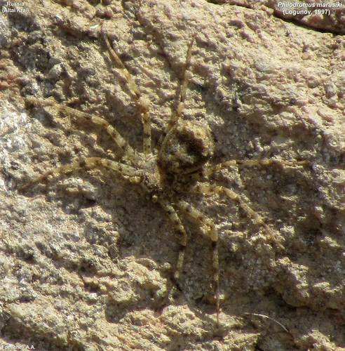 Philodromus marusiki