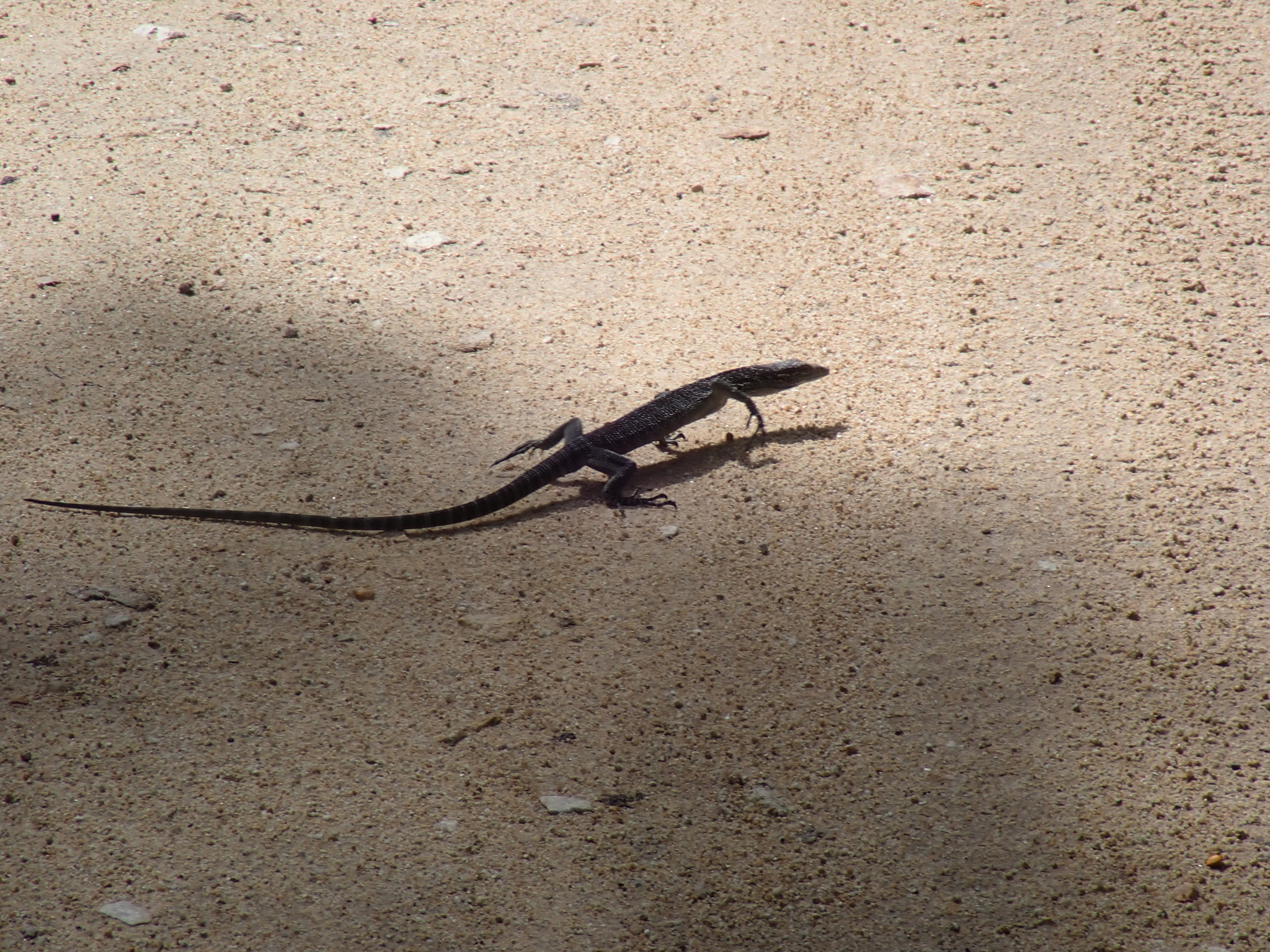 Nesbit River Monitor photo 6