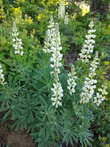 Garfield Lupine (Lupinus garfieldensis)