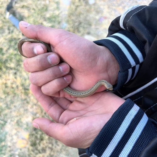 Lined Tolucan Ground Snake