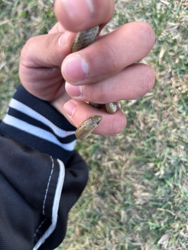 Lined Tolucan Ground Snake
