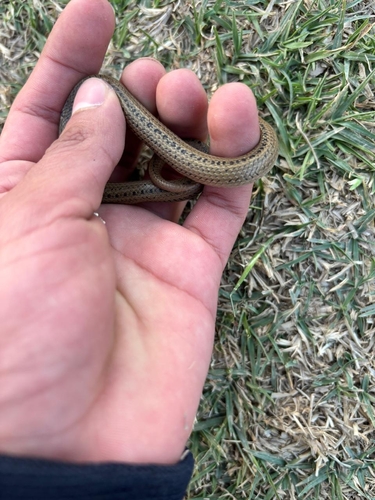 Lined Tolucan Ground Snake