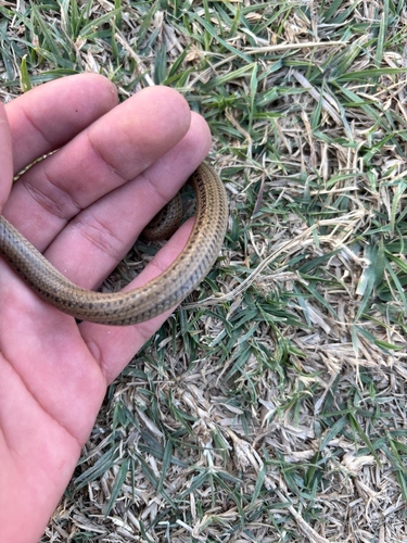 Lined Tolucan Ground Snake