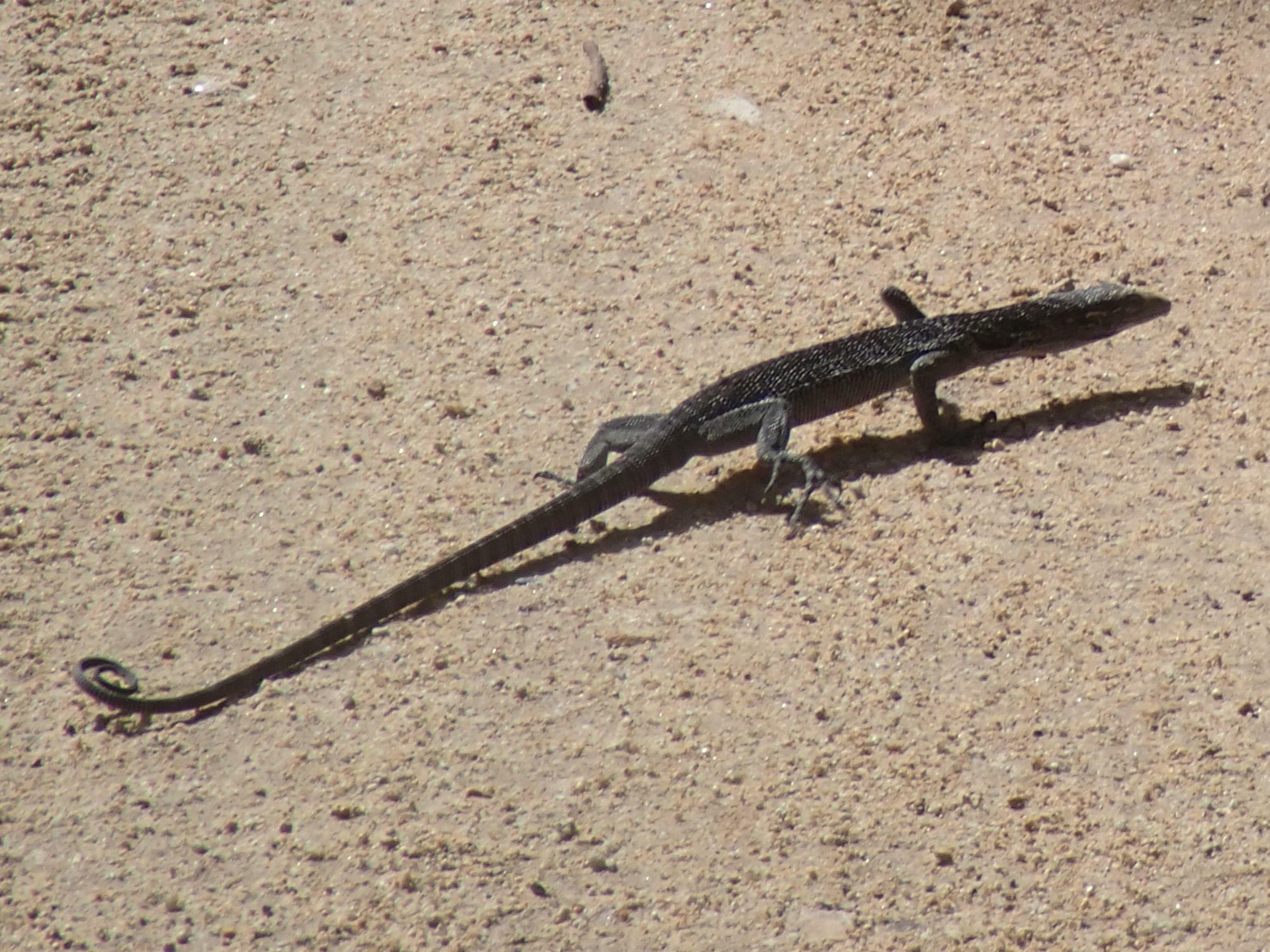 Nesbit River Monitor photo 7