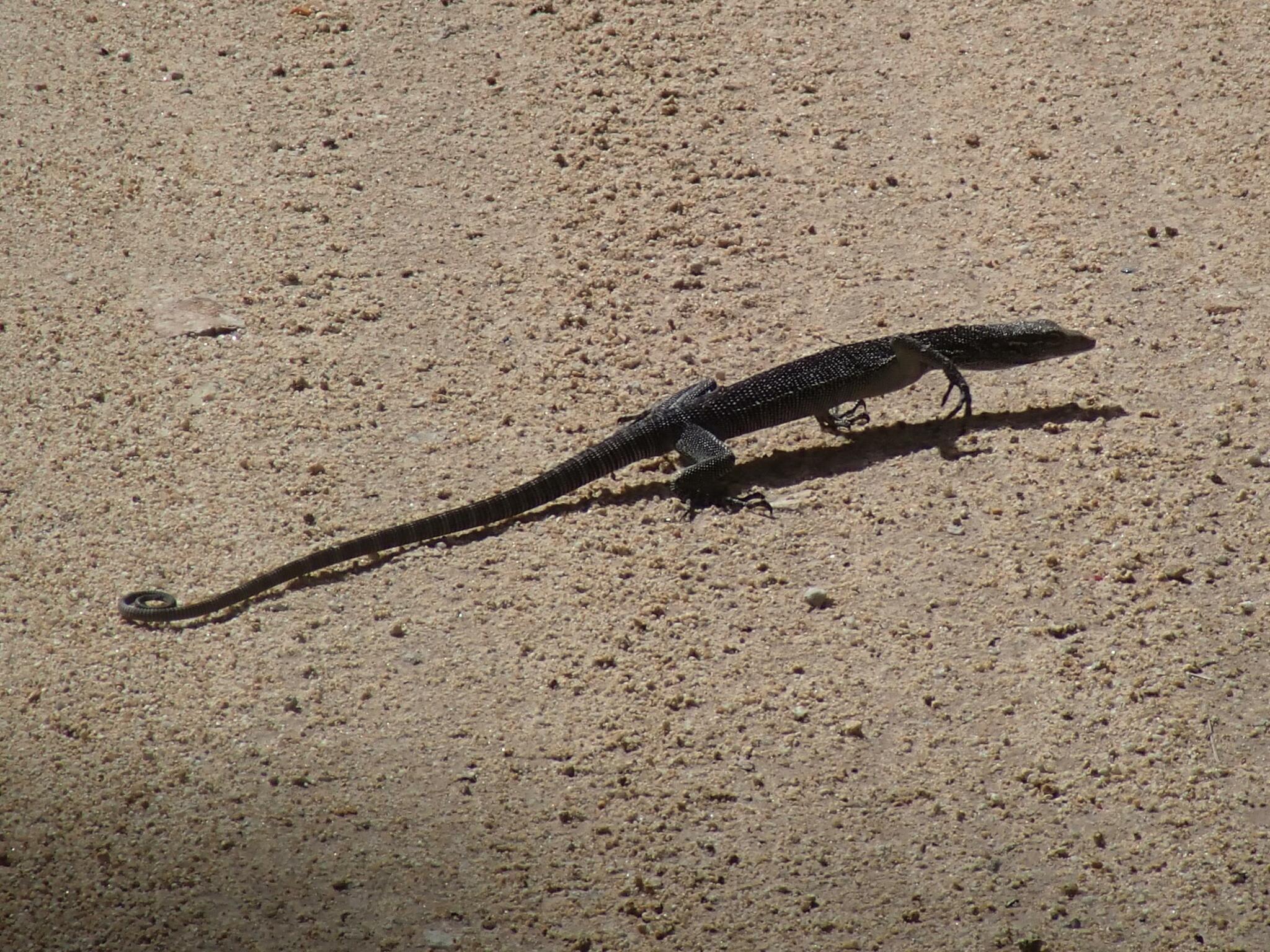Nesbit River Monitor photo 8