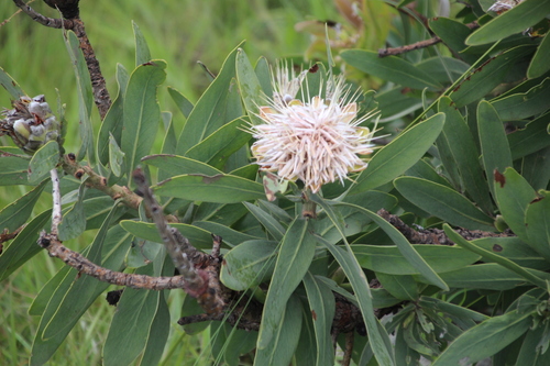 Image of Protea gaguedi by no rights reserved