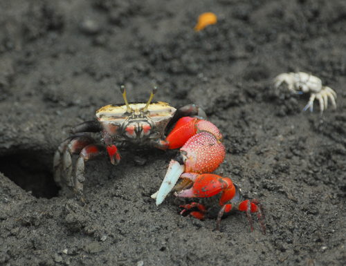 Bowed Fiddler Crab, photo 8 of 9