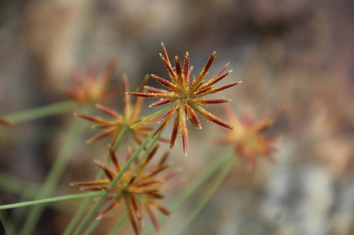foothill flatsedge (Cyperus amabilis)