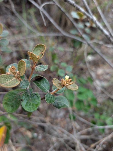 Croton velutinus