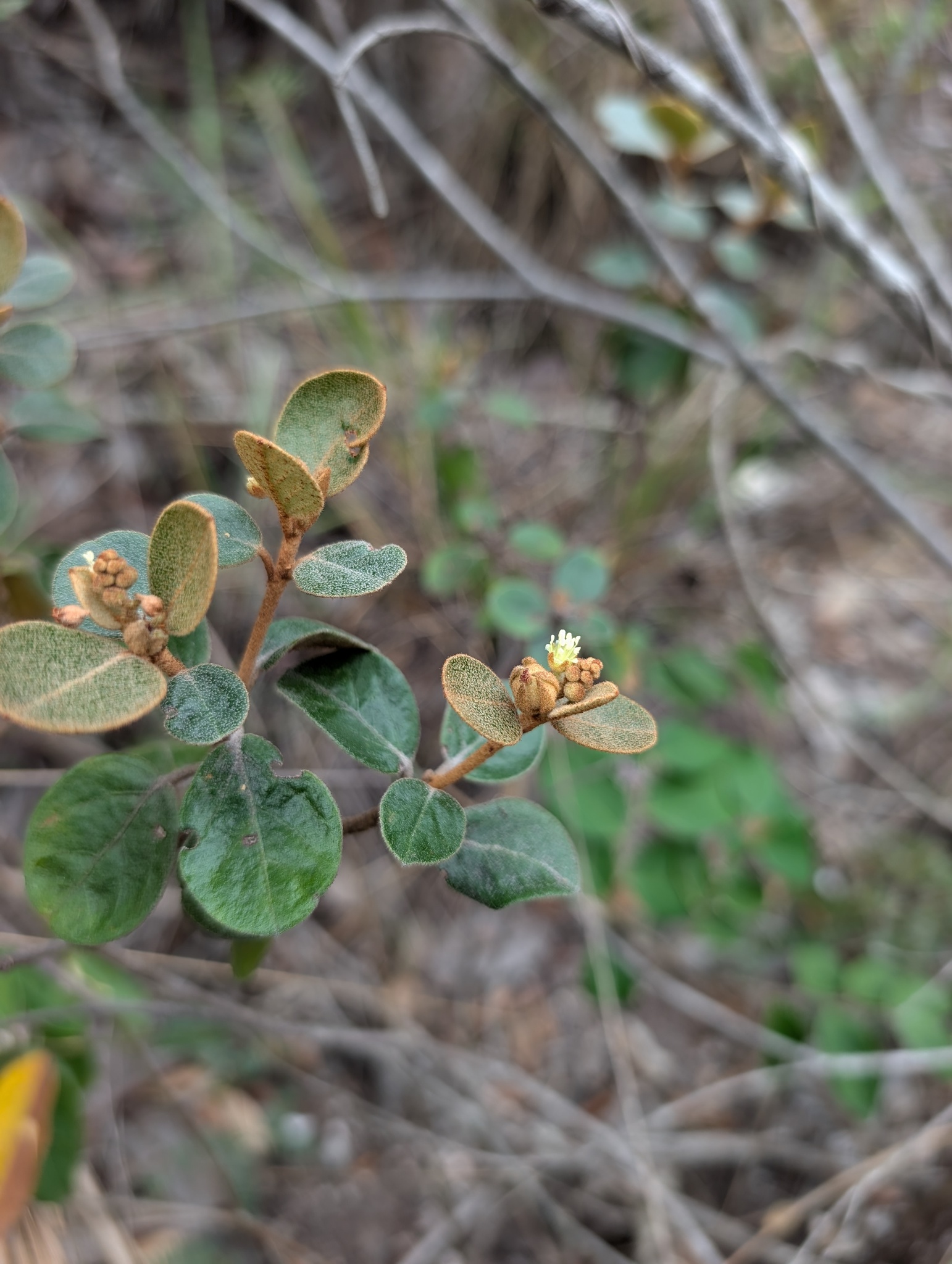 Croton velutinus