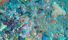 Ostorhinchus parvulus