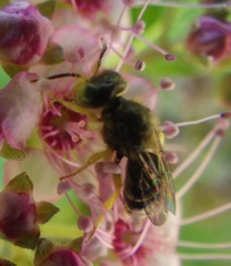 Calliopsis andreniformis