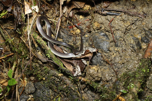 De Rooij's Groundsnake