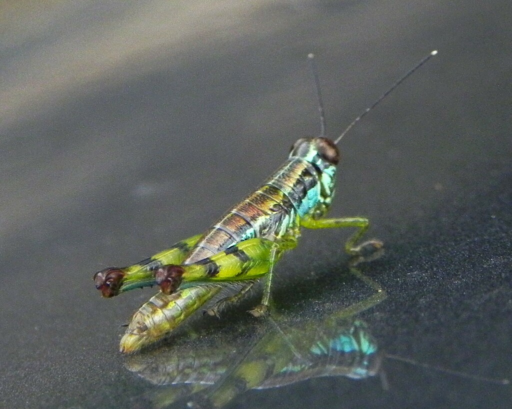 Genimen prasinum