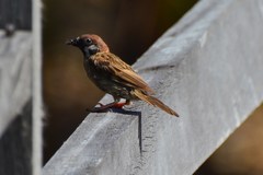 Passer montanus malaccensis