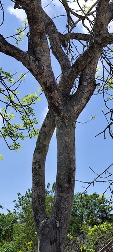Foto de Pau-santo