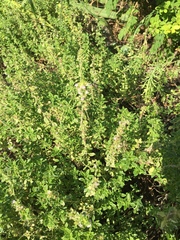 Thymus × citriodorus