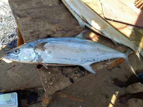 Kanadi kingfish (Scomberomorus plurilineatus) — Scombridae — 5